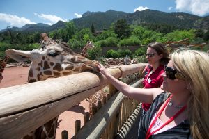 Interacting with the friendly giraffes at Cheyenne Mountain Zoo. Photo courtesy of VisitCOS.com.