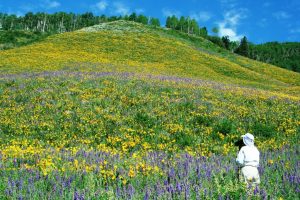 Photographing wildflowers galore in Crested Butte. Photo by Jane Chaney.