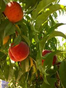 Beautiful Colorado peaches in a Palisade orchard. Photo by Beth Buehler.